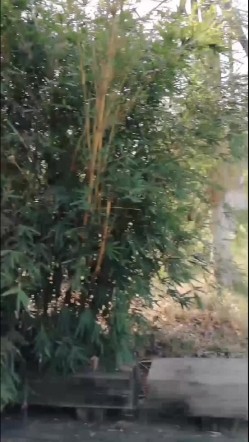 预览图5
