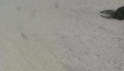 预览图12