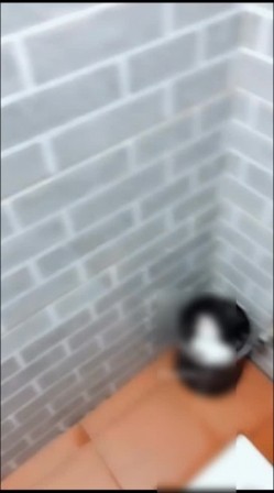 预览图6