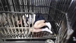 预览图16