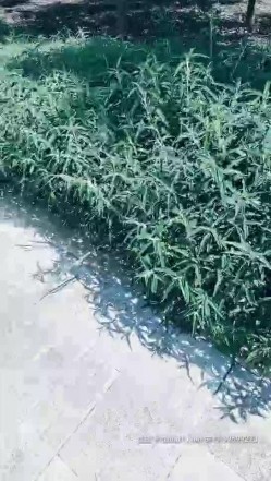 预览图8