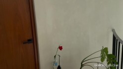 预览图2