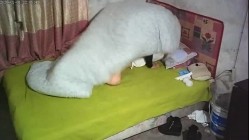 预览图5