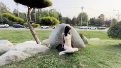 预览图7
