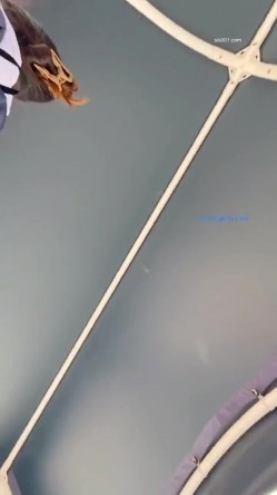 预览图11
