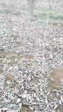预览图4