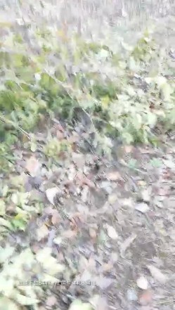 预览图5