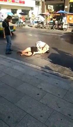 预览图12