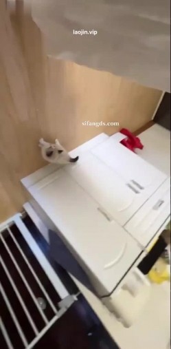 预览图14