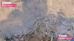预览图5