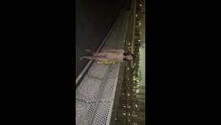 预览图10