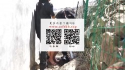 预览图14