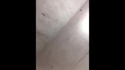预览图16