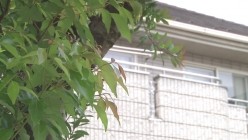 预览图4
