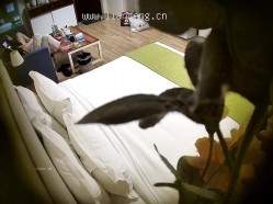 预览图13
