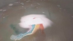 预览图12