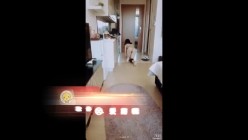 预览图15
