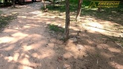 预览图14