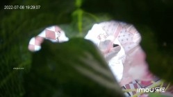 预览图5