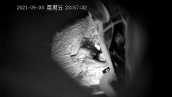 预览图4