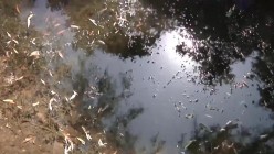 预览图5