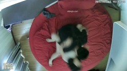 预览图4