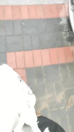 预览图14