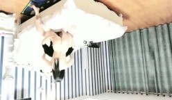 预览图13