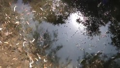 预览图5