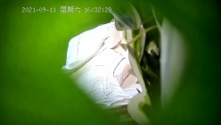 预览图9
